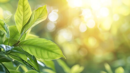 Concept nature view of green leaf on blurred greenery background in garden and sunlight with copy space using as background natural green plants landscape ecology fresh wallpaper : Generative AI