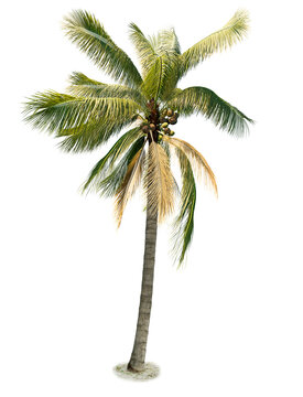 Coconut palm tree or Cocos nucifera. Coconut palm tree isolated on transparency backgorund.