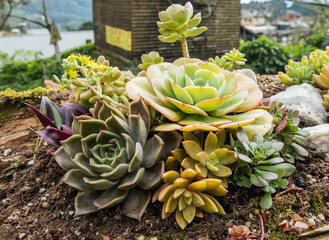 Beautiful succulent in the Fenrui Historic Trail, Fenqihu, Chiayi, Taiwan