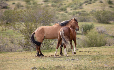 Wild horses interacting in the Salt River wild horse management area near Mesa Arizona United States
