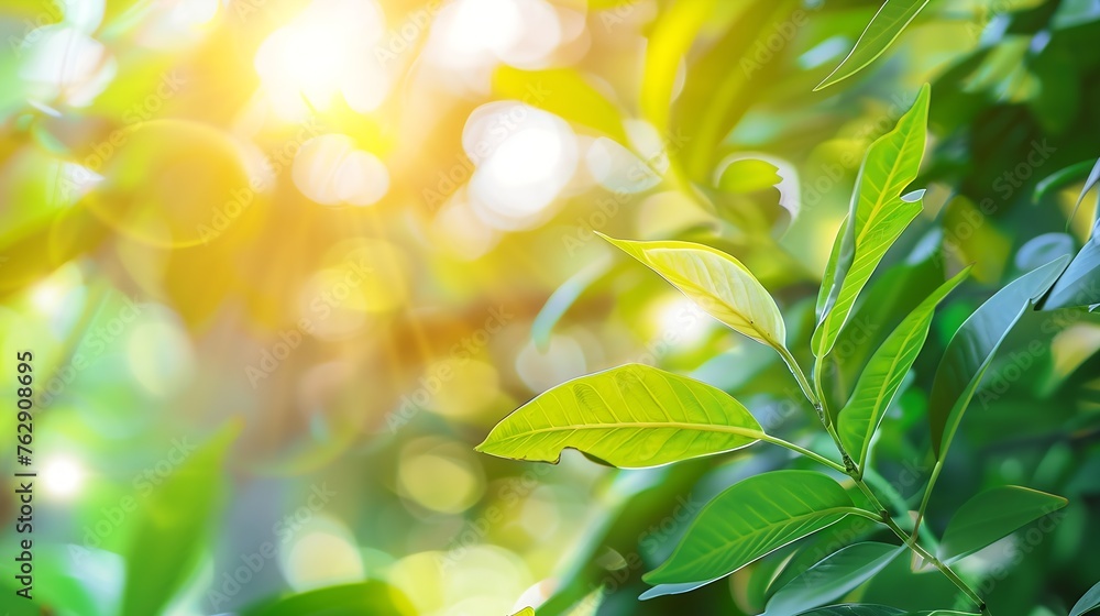Aufkleber concept nature view of green leaf on blurred greenery background in garden and sunlight with copy sp