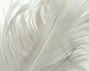 The delicate filaments of a feather, with each barb and barbule visible in detail,