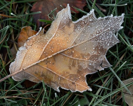 The delicate frost patterns on a fallen autumn leaf,