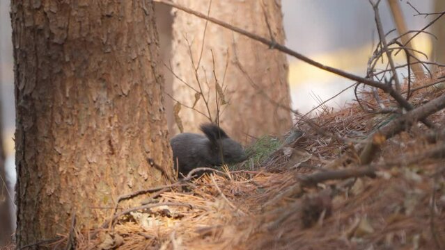 Eurasian Red Squirrel Collect Grass for Nest on Ground in Early Spring Pine Forest