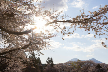 北海道森町-オニウシ公園の桜-02