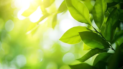 Foto op Canvas Nature of green leaf in garden at summer Natural green leaves plants using as spring background cover page environment ecology or greenery wallpaper : Generative AI © Generative AI