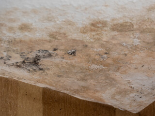 Mold Infestation on Wall Surface