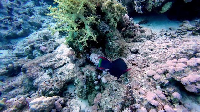 Swarthy Parrotfish Swimming Under The Deep Blue Sea In Sharm El Sheikh, Egypt. - underwater