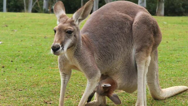 Mother red kangaroo with a joey in her pouch
