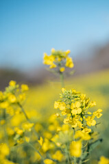 春の菜の花