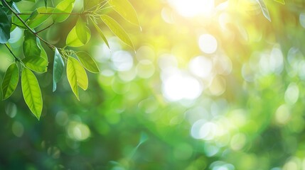 Abstract blur green foliage and tree in jungle with sun light spring summer Farming concept on...