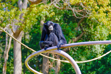 千葉市動物公園の動物たち