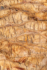 Palm tree bark tropical texture. Cracked wood texture background. Closeup palm bark