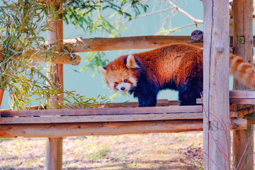 千葉市動物公園の動物たち