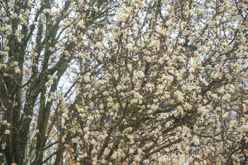 Obraz premium Beautiful pear or Bradford pear tree with showy flowers in spring. But the beautiful flowers are going with horrible smell like ammonia or urine. Its fruits are not edible for human. It is invasive