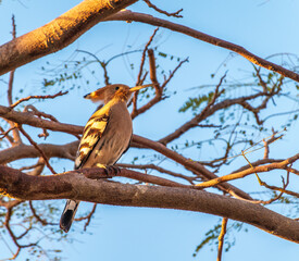 Eurasian Hoopoe, Upupa epops, on a dry tree branch.