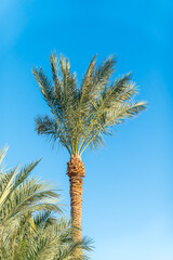 Palm tree with green leaves on blue background