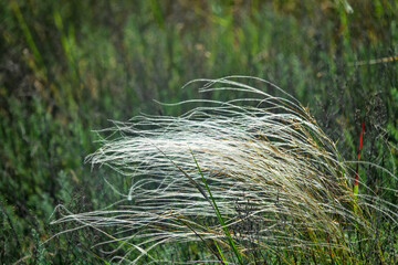 Feather-grass true steppe. Northern Black Sea region. The most common is (Stipa lessingiana or...