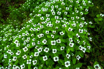 Flora of northern Scandinavia. The strict carved petal beauty of the Dwarf cornel (Cornus suecia). the skerry coast of the Barents Sea, the Kola Peninsula