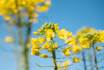 春の菜の花