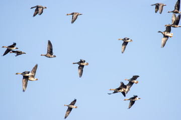 Bean goose (Anser fabalis) and white-fronted goose (Anser albifrons). Flocks of migrating geese in...