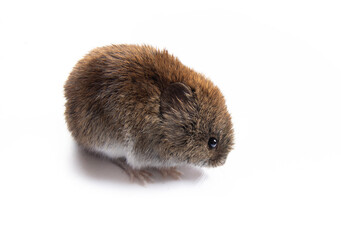 Theriology and deratization. Wild forest and field mice (Apodemus and Arvicolinae) as pests of agriculture and household. Isolated Red-backed mouse (Clethrionomys glareolus) different angles shooting