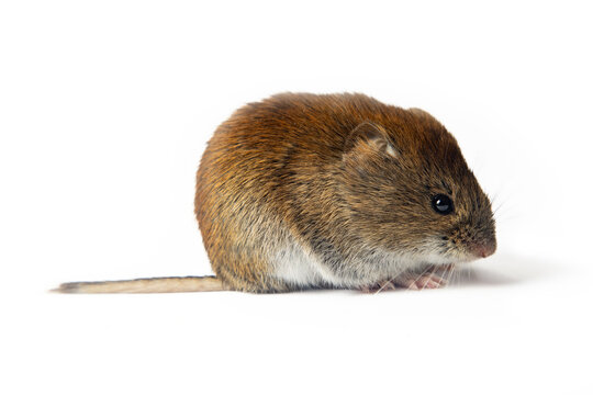 Mouse was filmed in different poses and angles. Red-backed Vole on white