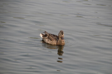 Mallard On The Lake, William Hawrelak Park, Edmonton, Alberta