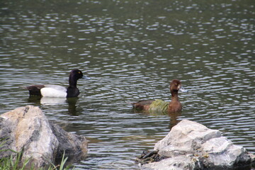 ducks on the lake, William Hawrelak Park, Edmonton, Alberta