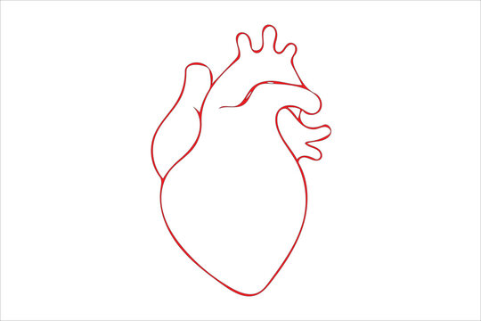 Human heart vector