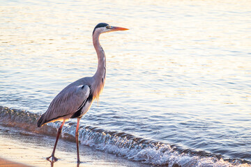 A heron hunting in the sea. Grey heron on the hunt