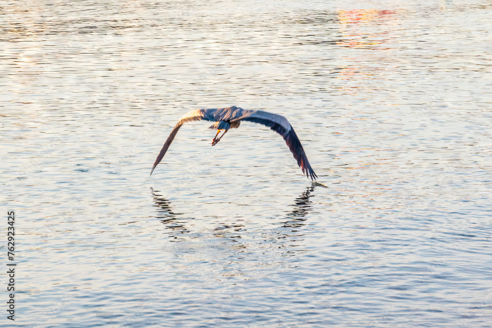 Sticker A grey heron, Ardea cinerea, flies over water.