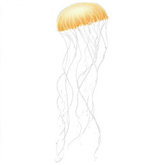 Fototapeta premium jellyfish in the water transparent background