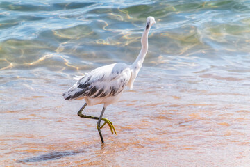 White Western Reef Heron (Egretta gularis) at Sharm el-Sheikh beach, Sinai, Egypt