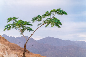 Fototapeta na wymiar Mountains in the desert near Sharm El Sheikh, Egypt. Panorama Mount Moses Sinai.