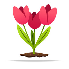 Tulip flowers plant vector isolated illustration