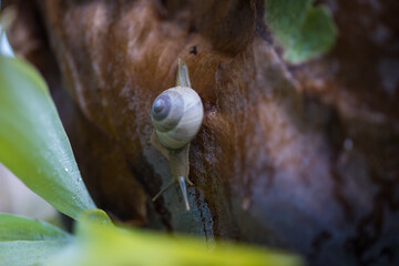 a snail crawls through greenery and trees, living creatures of a tropical island