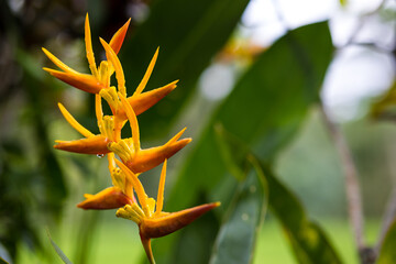 exotic tropical flower of orange color, flowers of asia