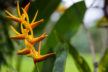 exotic tropical flower of orange color, flowers of asia