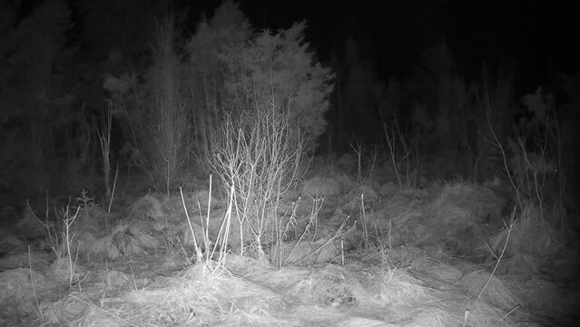 Red fox (Vulpes vulpes) marking its territory at night. Saaremaa, Estonia.