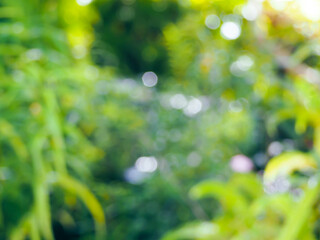 Blurred trees in the garden for a nature background    