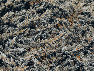 Close-up shot of creeping pine leaves in a mountain garden