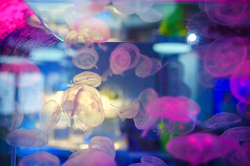 jellyfish in aquarium	
