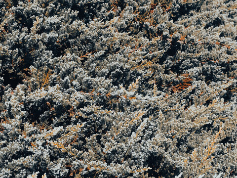 Close-up shot of creeping pine leaves in a mountain garden