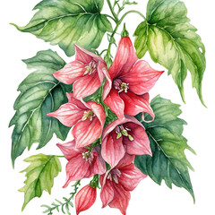 watercolor red flower with green leaves and branch on transparent background