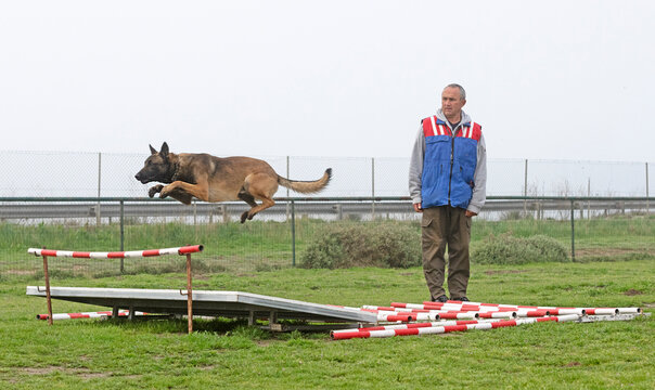 training of belgian shepherd