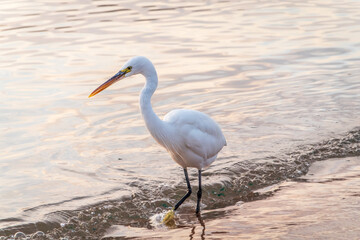 Great egret (Ardea alba), a medium-sized white heron fishing on the sea beach