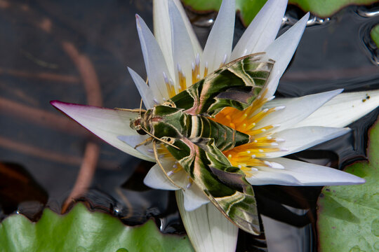 The Tropical blossom pattern, tropical flowers background. Tropical floral pattern. Exotic Butterfly Daphnis nerii on water-lily.
