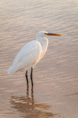 Great egret (Ardea alba), a medium-sized white heron fishing on the sea beach