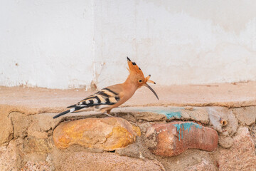 Eurasian hoopoe or Common hoopoe (Upupa epops) bird close-up on the ground © Dmitrii Potashkin